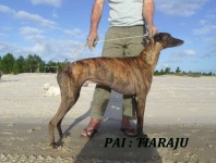 Vendo cachorros galgos