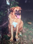 Cão dócil