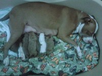 Filhotes de Pitbull REDNOSE – Machos