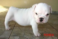 buldogue inglês filhotes