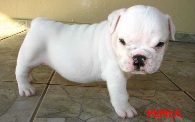 bulldog-ingles-femea-com-3-meses-23021-1291415660