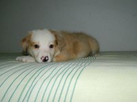 Border collie