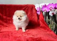 Luxo de qualidade: Machinho Lulu da Pomerania