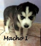 Husky siberianos