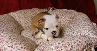 Belíssimos filhotes Bulldog Inglês com microchip