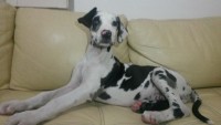 Filhotes de Dog Alemão com 2 meses