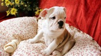 Preciosos bebes Bulldog Ingles microchip e pedigree em Botafogo
