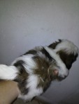 Filhotes Shih Tzu – machos e femeas – Nao entrego