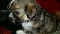 Filhotes de Lhasa Apso
