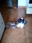 Filhotes Shih Tzu – machos e femeas – Nao entrego