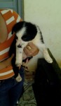 lindos filhotes Bolder Collie preto e branco