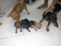 Vendo Filhotes macho Dachshund Standard