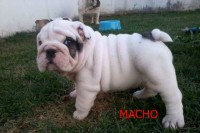 buldogue inglês filhotes