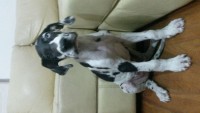 Filhotes de Dog Alemão com 2 meses