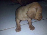 Vendo Filhotes macho Dachshund Standard