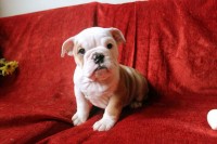 Preciosos bebes Bulldog Ingles microchip e pedigree em Botafogo