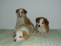 Border collie
