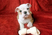 Preciosos bebes Bulldog Ingles microchip e pedigree em Botafogo