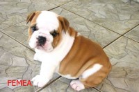 buldogue inglês filhotes