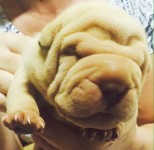 Sharpei