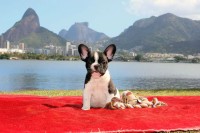 Qualidade: Filhote macho Bulldog Francês com pedigree em Botafogo