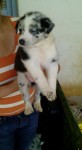 Vendo lindos filhotes Bolder Collie com pedigree
