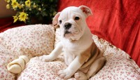 Preciosos bebes Bulldog Ingles microchip e pedigree em Botafogo
