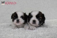 Filhotes de Shih Tzu – Canil Acapulco