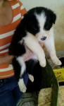 lindos filhotes Bolder Collie preto e branco