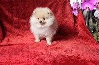 Luxo de qualidade: Machinho Lulu da Pomerania