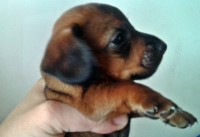 FILHOTES DE DACHSHUND ANÃO E MINIATURA PELO CURTO