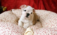 Belíssimos filhotes Bulldog Inglês com microchip