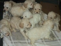 vendas de caes