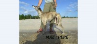 Vendo cachorros galgos