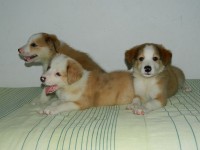 Border collie