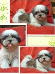 Lindos filhotes de shih tzu e Lhasa apso em ate 18x