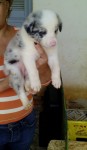 Vendo lindos filhotes Bolder Collie com pedigree