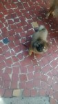 Filhote de Chow Chow Femea