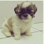 Vendo ninhada de lhasa apso ja vacinado e vermifugado parcelo no cartão