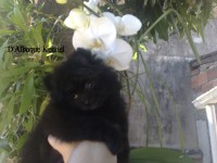 Spitz Alemão machos e fêmeas várias cores