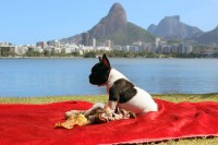 Qualidade: Filhote macho Bulldog Francês com pedigree em Botafogo
