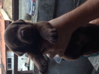 Labrador