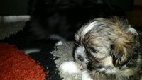 Filhotes de Lhasa Apso