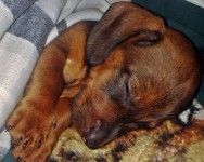 FILHOTES DE DACHSHUND ANÃO E MINIATURA PELO CURTO