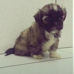 Vendo ninhada de lhasa apso ja vacinado e vermifugado parcelo no cartão