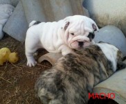 buldogue inglês filhotes