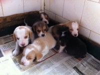 Venda de Filhotes Beagles do canil Dreamland