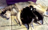 Husky siberianos