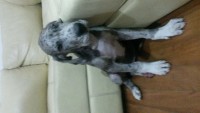 Filhotes de Dog Alemão com 2 meses