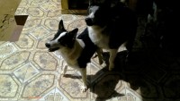 lindos filhotes Bolder Collie preto e branco
